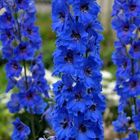 Delphinium