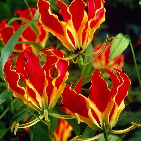 Gloriosa