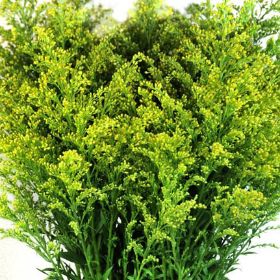 Solidago