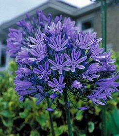 Agapanthus