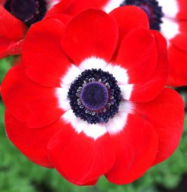 Anemone