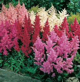 Astilbe