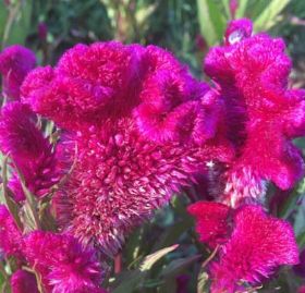 Celosia