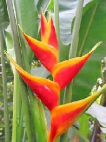 Heliconia