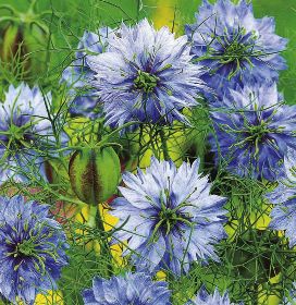 Nigella