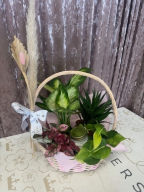 Basket Plant Hamper